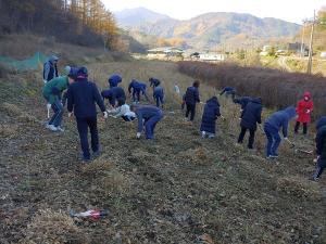 단양교육지원청 직원들이 지난 19일 단성면 양당리 농가에서 봉사활동 실시로 일손 돕기에 나섰다. [사진=단양교육지원청]