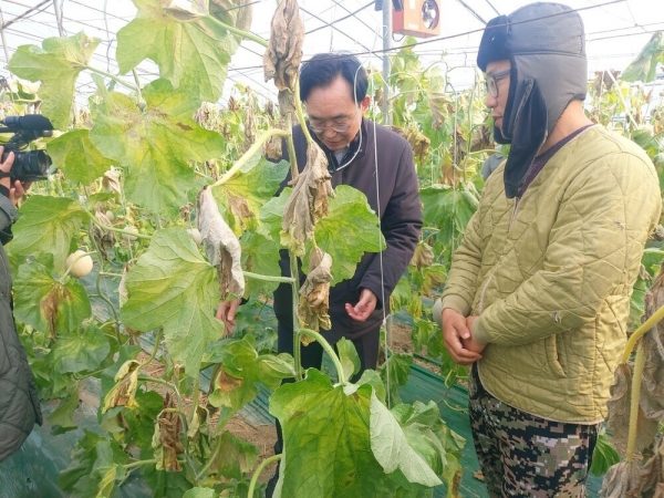 윤병태 나주시장이 일조량 부족에 따른 농작물 피해 농가를 방문, 피해 상황을 둘러보고 있다.(사진제공-나주시)