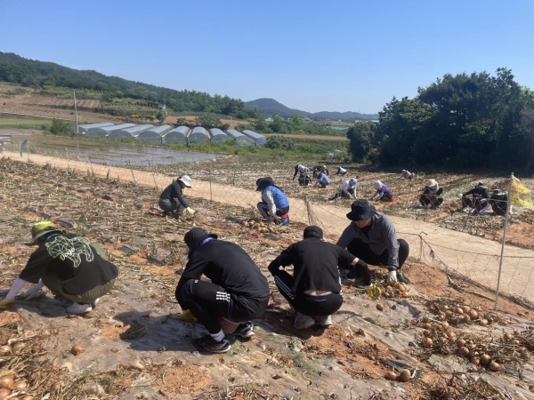 손불면 양파 재배 농가 / 함평군 제공